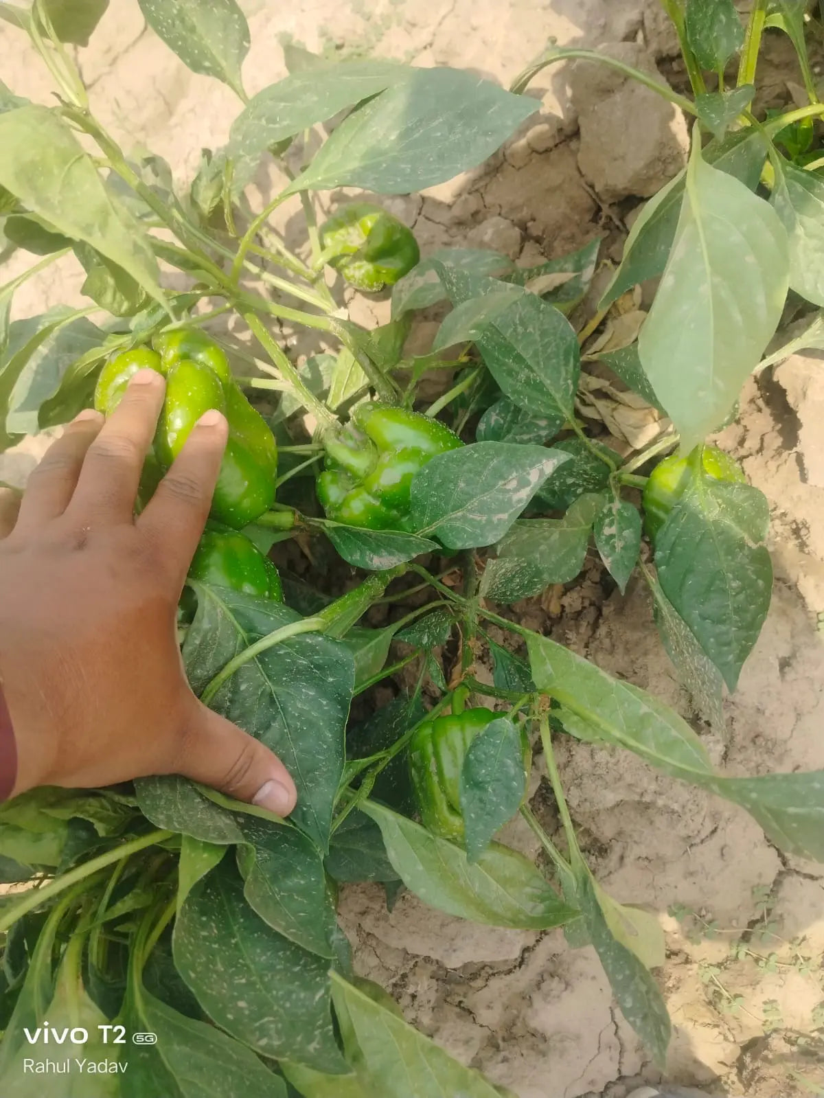Vachan’s open field hybrid Capsicum / bell pepper: Bella