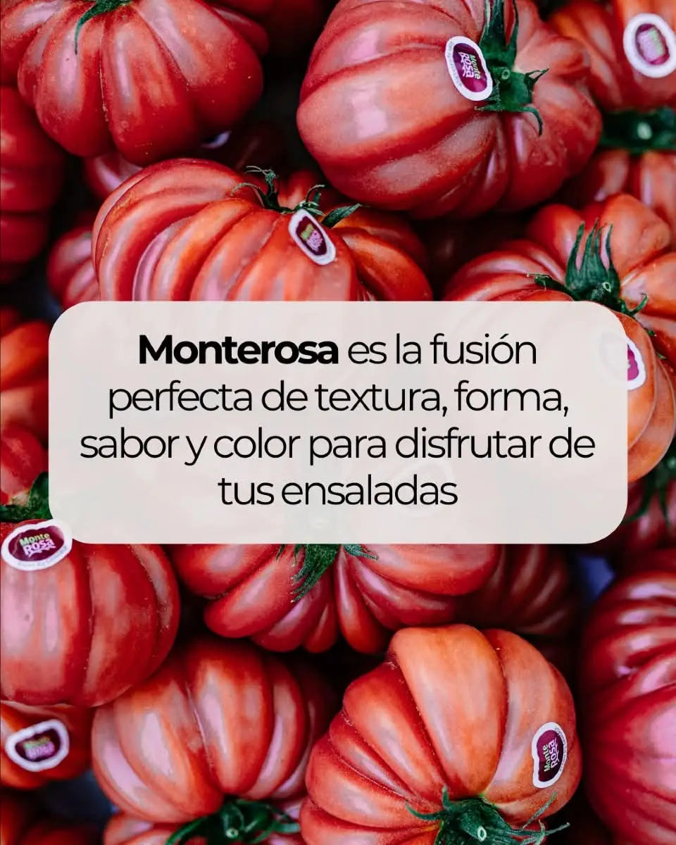 Semilas Fito’s hybrid in-house Tomato: Monterosa