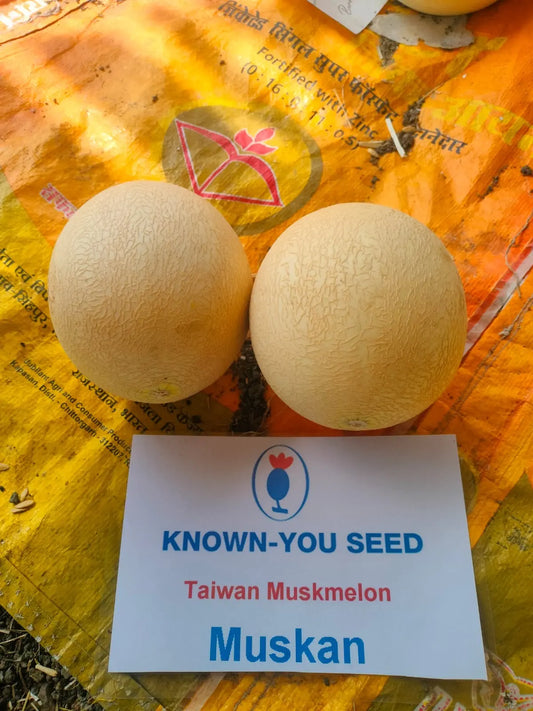 KnownYou seeds hybrid Muskmelon: Muskan