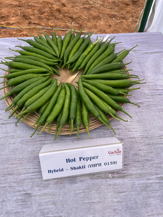 Vachan’s hybrid chilli / Hotpepper: Shakti