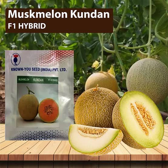 KnownYou seeds hybrid Muskmelon: Kundan