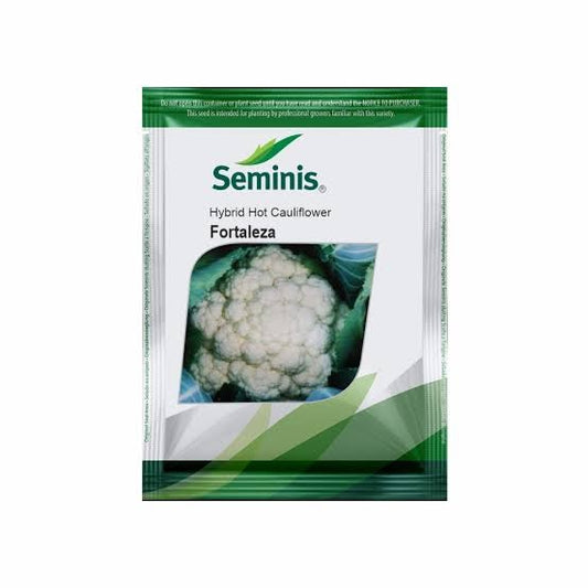 Bayer Seminis hybrid cauliflower: Fortaleza