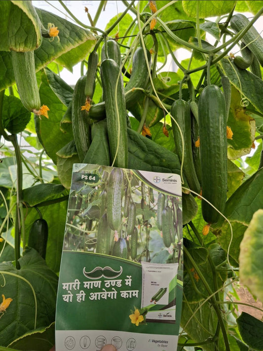 Bayer Seminis hybrid in-house cucumber PS64