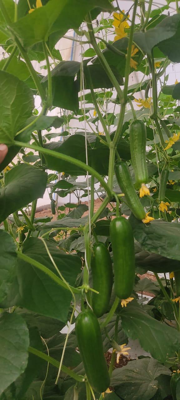 Semilas Fito SmartPrime