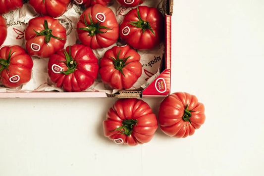 Semilas Fito’s hybrid in-house Tomato: Monterosa