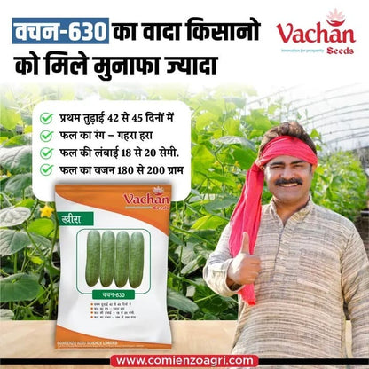 Vachan’s hybrid open field cucumber: 630