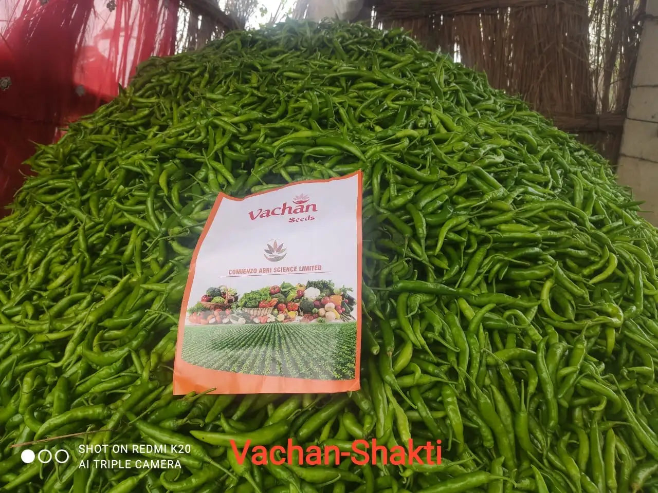Vachan’s hybrid chilli / Hotpepper: Shakti