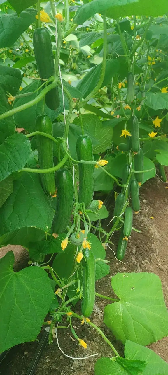 Semilas Fito’s hybrid in-house cucumber: Mini Wonder