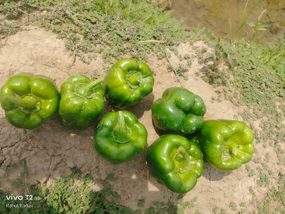 Vachan’s open field hybrid Capsicum / bell pepper: Bella