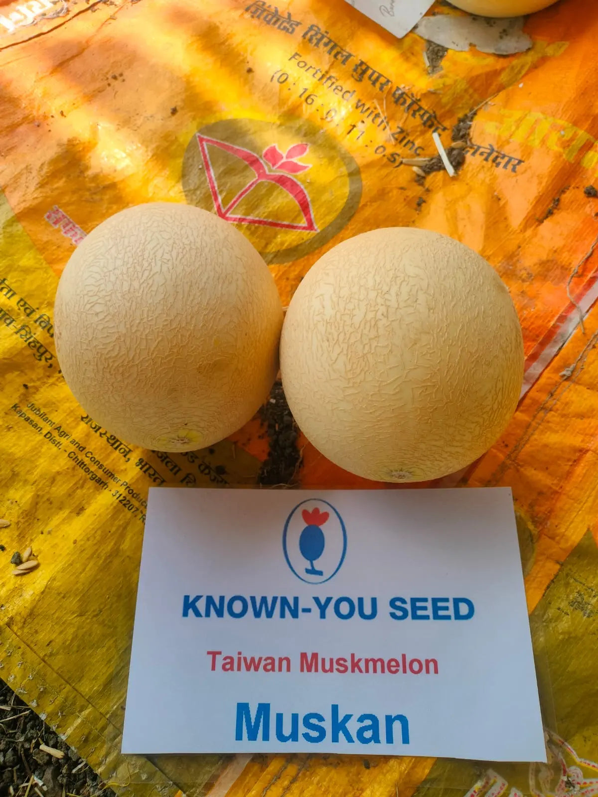 KnownYou seeds hybrid Muskmelon: Muskan