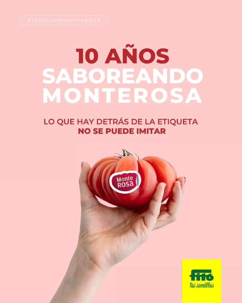 Semilas Fito’s hybrid in-house Tomato: Monterosa