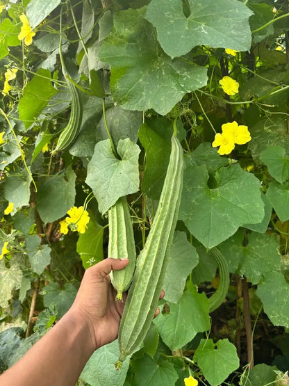 Vachan’s hybrid Ridgegourd: Chaitra
