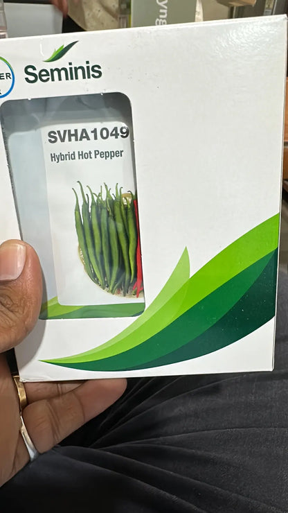 Bayer Seminis hybrid chilli / hotpepper: SVHA-1049