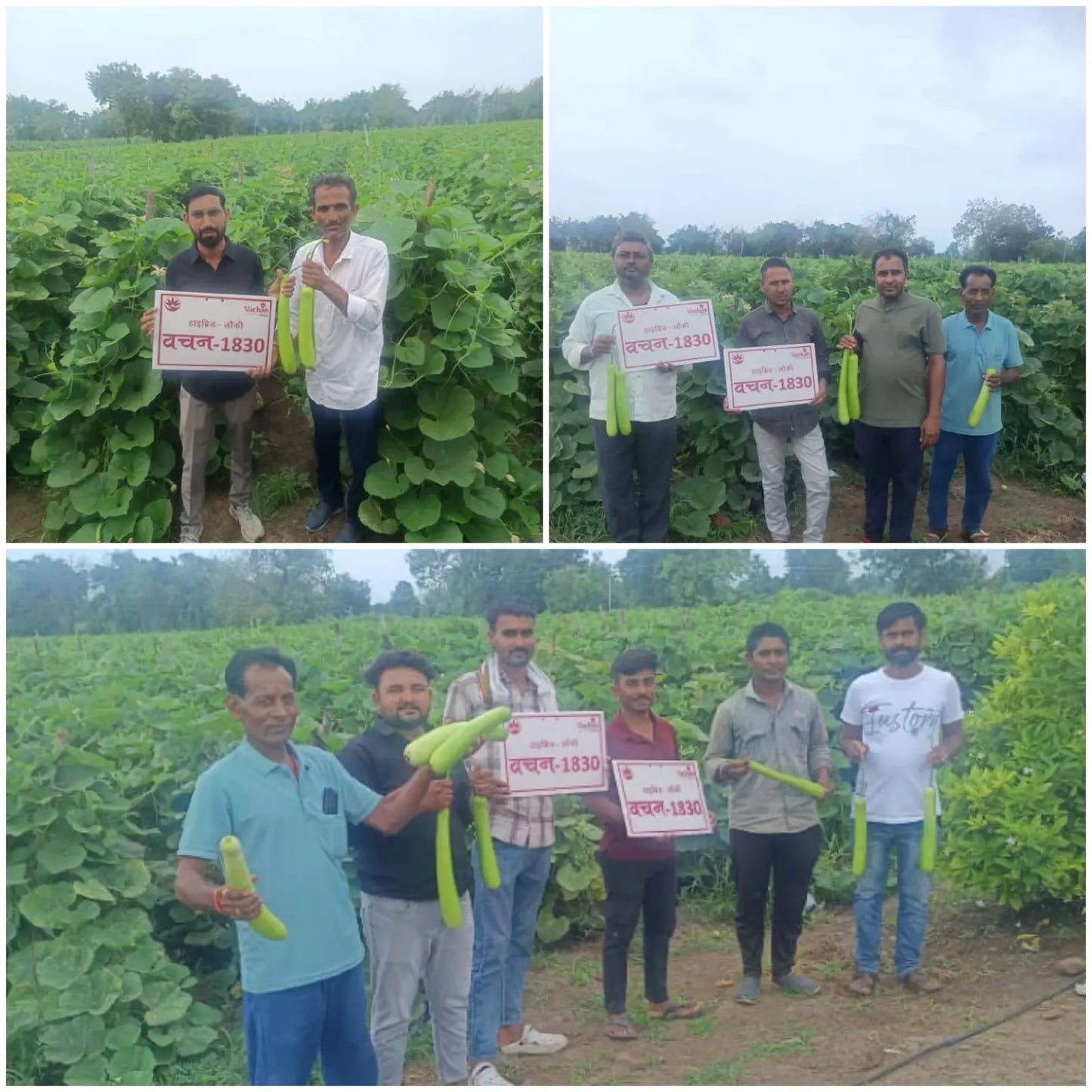 Vachan’s hybrid Bottlegourd: 1830