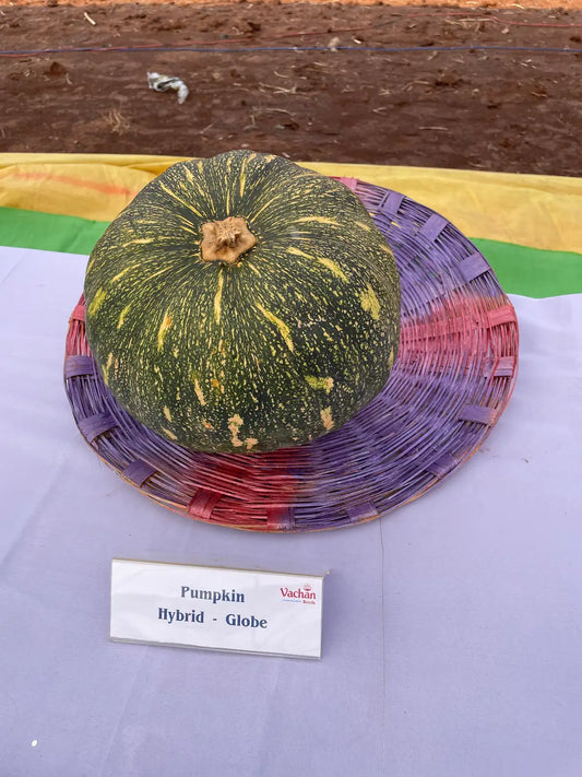 Vachan’s hybrid pumpkin: Globe