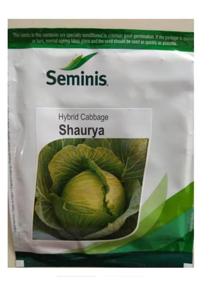 Seminis hybrid Cabbage: Shaurya