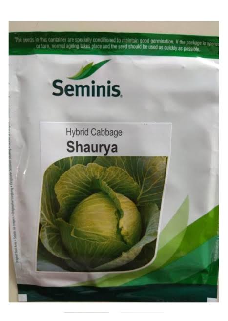 Seminis hybrid Cabbage: Shaurya