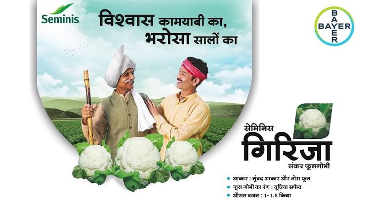 Bayer Seminis hybrid cauliflower: Girija