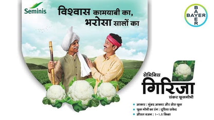 Bayer Seminis hybrid cauliflower: Girija