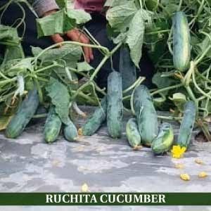KnownYou seeds hybrid cucumber: Ruchita