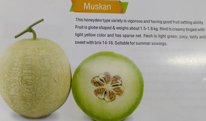 KnownYou seeds hybrid Muskmelon: Muskan