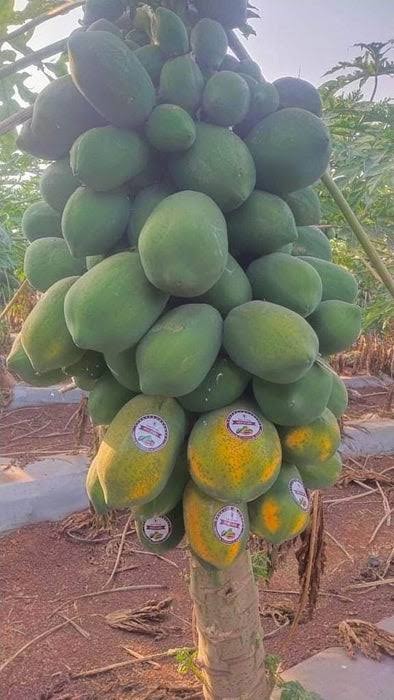 KnownYou seeds hybrid papaya: Red Baby