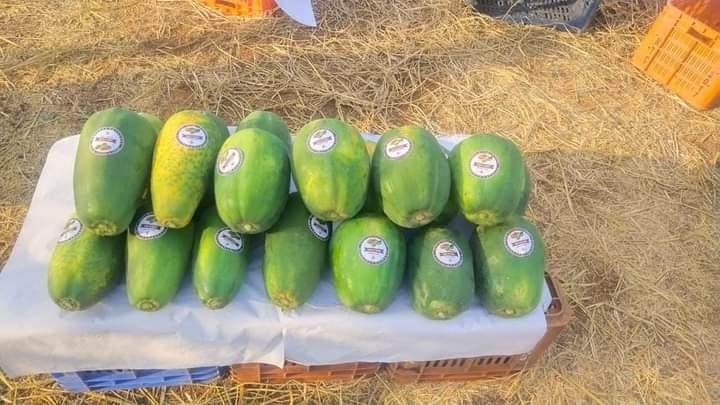 KnownYou seeds hybrid papaya: Red Baby