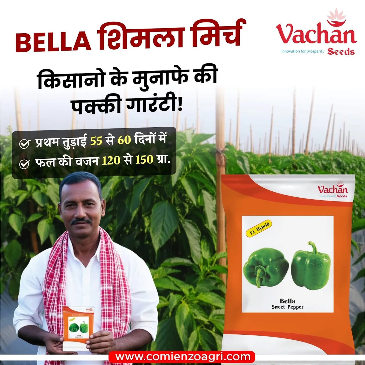 Vachan’s open field hybrid Capsicum / bell pepper: Bella