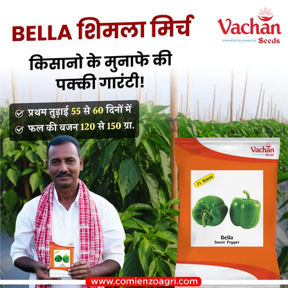 Vachan’s open field hybrid Capsicum / bell pepper: Bella