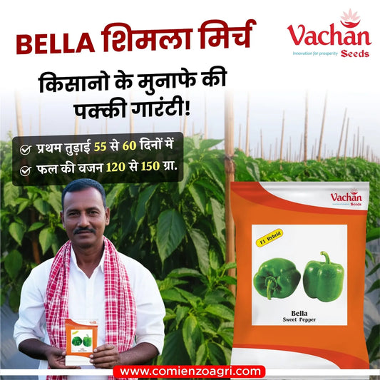 Vachan’s open field hybrid Capsicum / bell pepper: Bella