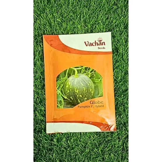 Vachan’s hybrid pumpkin: Globe