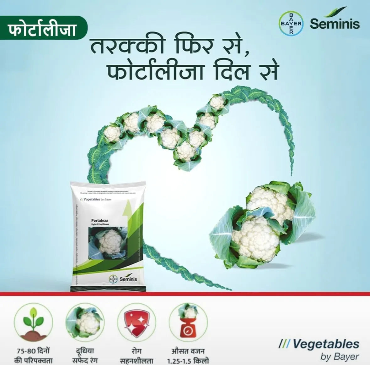 Bayer Seminis hybrid cauliflower: Fortaleza