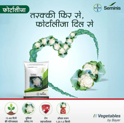 Bayer Seminis hybrid cauliflower: Fortaleza