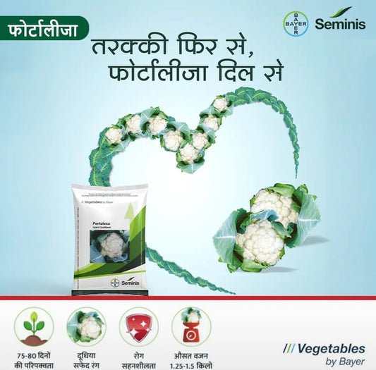 Bayer Seminis hybrid cauliflower: Fortaleza