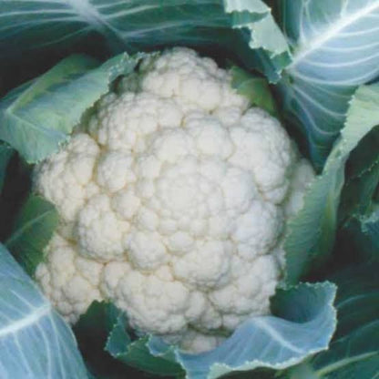 Bayer Seminis hybrid cauliflower: Fortaleza