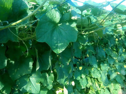 KnownYou seeds hybrid Ridgegourd: Rajat