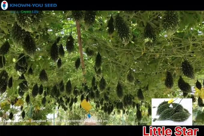KnownYou seeds hybrid bittergourd: Littlestar