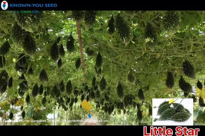 KnownYou seeds hybrid bittergourd: Littlestar