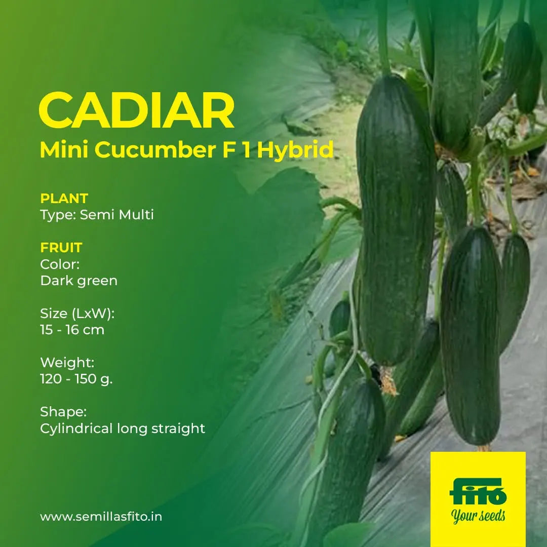 Semilas Fito hybrid in-house cucumber: Cadiar