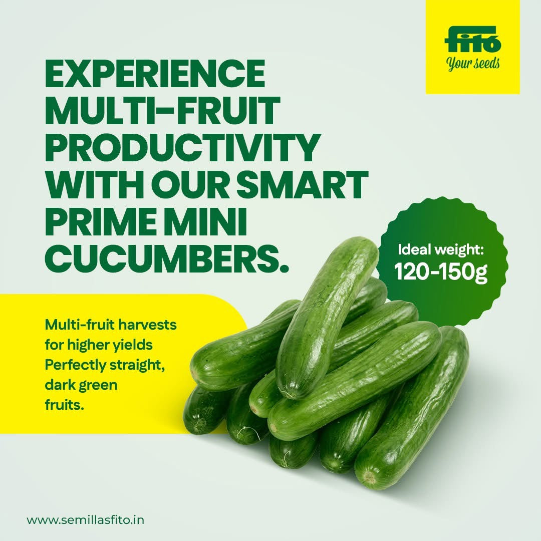 Semilas Fito SmartPrime