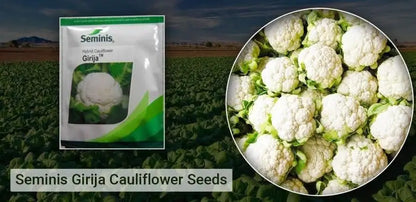 Bayer Seminis hybrid cauliflower: Girija