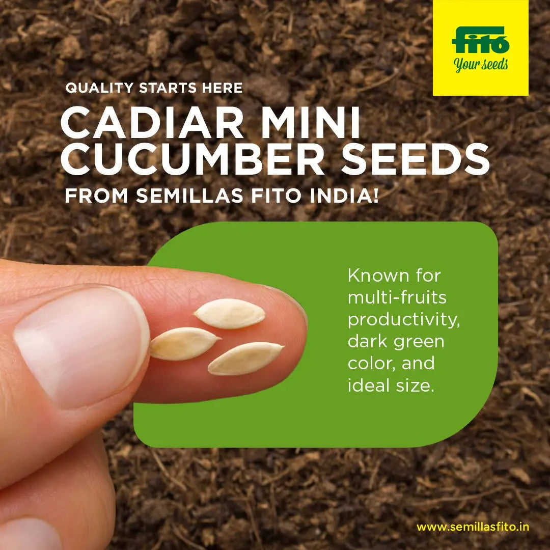 Semilas Fito hybrid in-house cucumber: Cadiar