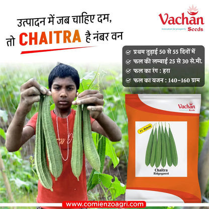 Vachan’s hybrid Ridgegourd: Chaitra