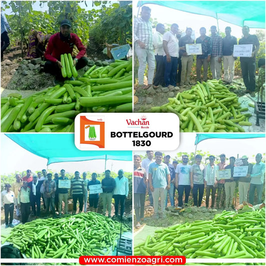 Vachan’s hybrid Bottlegourd: 1830