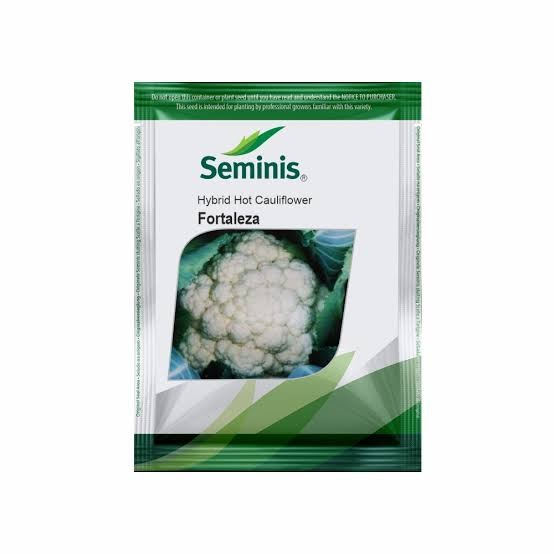 Bayer Seminis hybrid cauliflower: Fortaleza