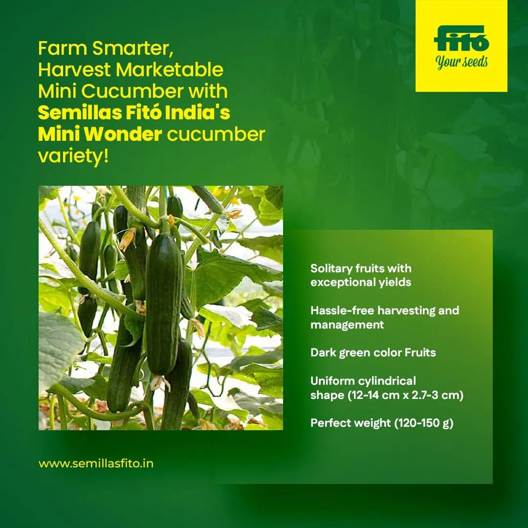 Semilas Fito’s hybrid in-house cucumber: Mini Wonder
