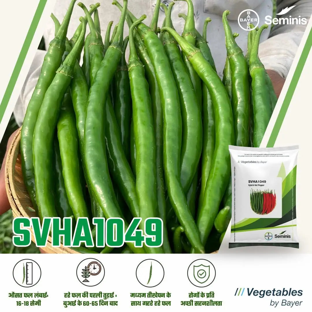 Bayer Seminis hybrid chilli / hotpepper: SVHA-1049