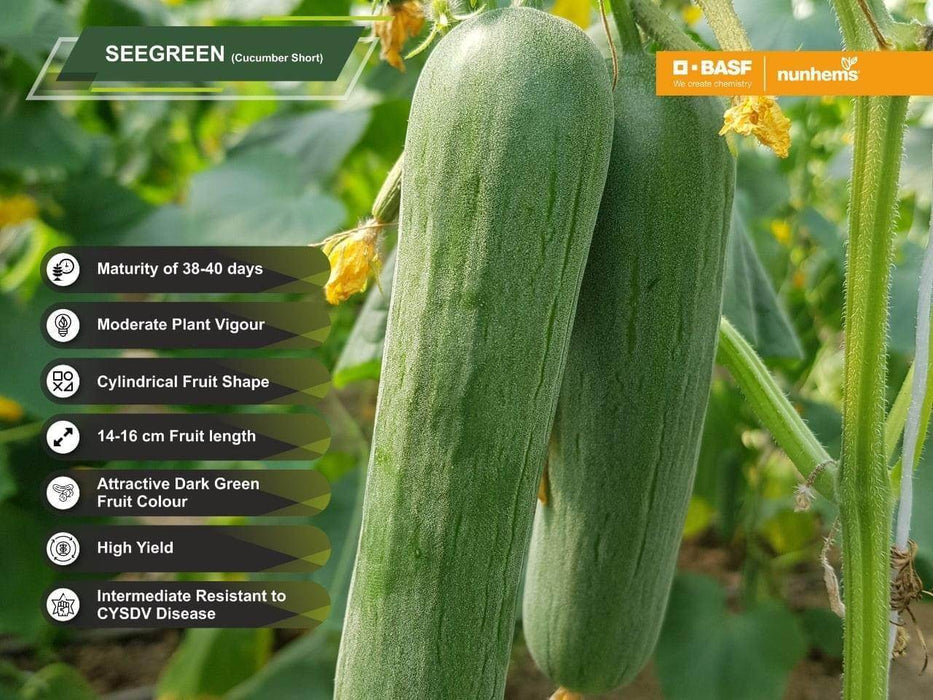 Basf Nunhems SeeGreen