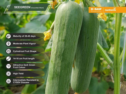 Basf Nunhems SeeGreen