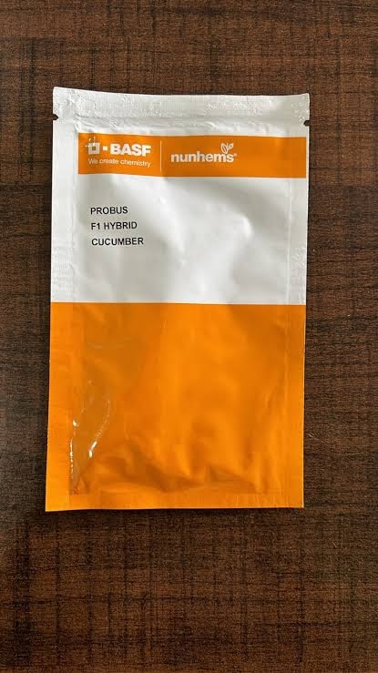 Basf Nunhems hybrid in-house cucumber Probus